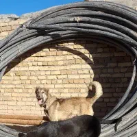 فروشی توله سگ