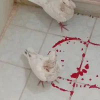 دو عدد کفتر هفت رنگ