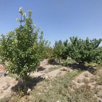 فروش و معاوضه باغ ۶۵۰متری|فروش زمین و ملک کلنگی|اصفهان, دهنو (محمدآباد)|دیوار