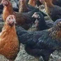 مرغ محلی نیمچه|حیوانات مزرعه|اسکو, |دیوار