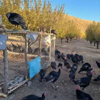 بوقلمون رسمی