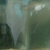 ۲ ماهی ماده گوپی معاوضه|ماهی|پرند, فاز ۶|دیوار