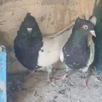 کله سیاه درشت|پرنده|بناب, |دیوار