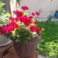 خانه ویلایی۲خواب(۸۵ متری دربست حیاطدار)(بسیارتمیز)