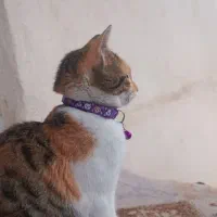 گربه گمشده|حیوانات|لنگرود, |دیوار