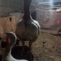 اجفت بوقلمون نروماده،گوشتی|حیوانات مزرعه|سنگر, |دیوار