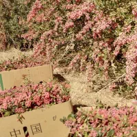زرشک تازه