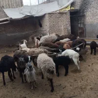 بره نر قوچ شیشک بزغاله چاق