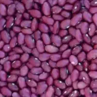 لوبیای تازه وزودپز