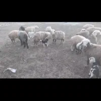 میش بختیاری|حیوانات مزرعه|خانمیرزا, |دیوار