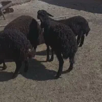 بره نر غره قزل مخصوص پروار