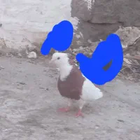 کبوتر طوقی کوت سید نعیم