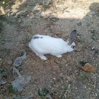 فروش فوری خرگوش|موش و خرگوش|خان ببین, |دیوار