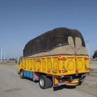 علوفه کاه نیشکر برداشت جدید