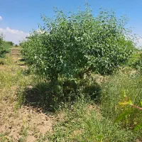 باغ میوه ۵ساله زیباشهر