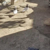 طوقی معاوظه آچار یا بوکس