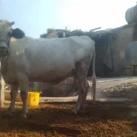 گاو ابستن|حیوانات مزرعه|ایذه, |دیوار