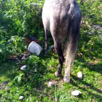 فروش اسب نریان۵سال|اسب و تجهیزات اسب‌سواری|نوشهر, |دیوار