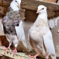 چهار جفت طوقی درجه یک|پرنده|تربت‌حیدریه, باغ ملی|دیوار