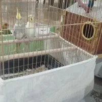 جفت به شرط تخم و جوجه|پرنده|داورزن, |دیوار