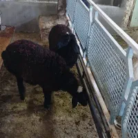 گوسفنده زنده+قصاب رایگان|حیوانات مزرعه|قم, شهرک طالقانی|دیوار