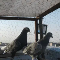 هفترنگ دم سفید