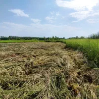 علف زنی|خدمات باغبانی و درختکاری|رشت, باهنر|دیوار