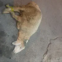 گوسفند و گوساله زنده فروش دام زنده