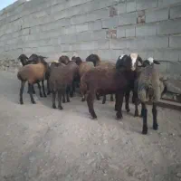 باسلام فروش ۱۱راس بره ماده مهربانی افشار