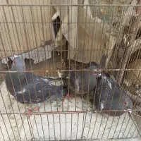 قناری گلاستر وکفتر پلاکی
