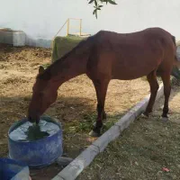 فروشی|اسب و تجهیزات اسبسواری|بندرعباس, |دیوار