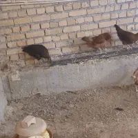 مرغ تخمگذار محلی