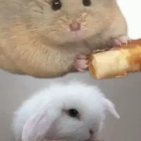 همستر و خرگوش