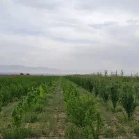 زمین-500متری-با-درختان-بار-ده-در-نظراباد