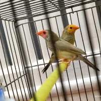 جفت ستاره ای و گلدین و یاسمین