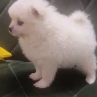 پامر ماده 15 تومن|سگ|قم, شهر قائم|دیوار