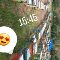 کندوی زنبورعسل