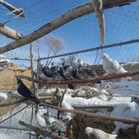 کبوتر پرشی|حیوانات|قیدار, |دیوار