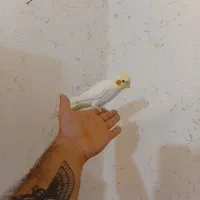 عروس هلندی لوتینو