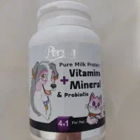 واگذاری رایگان گربه DSH|گربه|اندیشه, شهرک مریم|دیوار