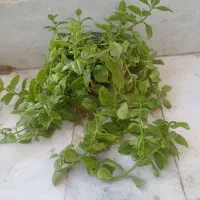 گلهای زیبا