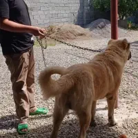 واگذاری سگ سرابی