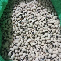 لوبیا|خوردنی و آشامیدنی|شوشتر, |دیوار