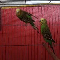 مرغ عشق|پرنده|کرمان, |دیوار