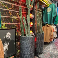 کاکتوس طبیعی سرحال|گل و گیاه طبیعی|مشهد, خین عرب|دیوار