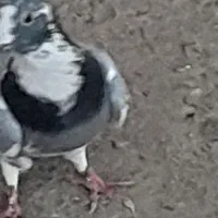 کبوتر