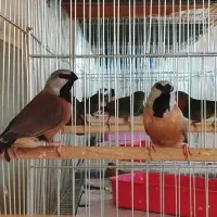 خرید و فروش انواع فنچ های زینتی