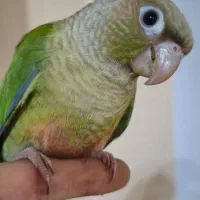 طوطی گرینچیک تربیت شده