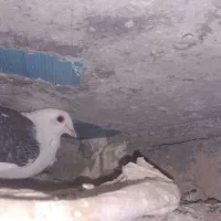 پرنده|پرنده|دوزین, |دیوار