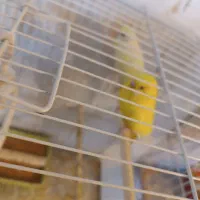 مرغ عشق هلندی